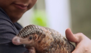 Protect Pangolins